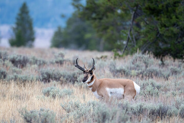 Pronghorn buck on an open meadow