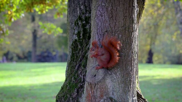 4k footage of Red squirrel on a tree in Lazienki Krolweskie, Royal Baths Park in Warsaw city, Poland