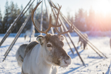 Sunlit portrait of a reindeer in an enclosure in Kopara Reindeer Park, Lapland, Finland.