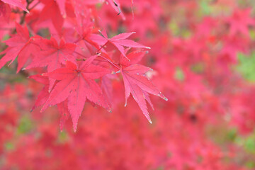 image of Autumnal maple tree [October]