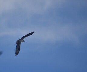 Osprey