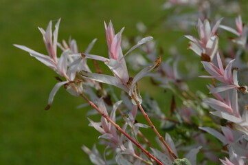 Nature and macro shots from the beautiful landscapes of the Mainland Jutland in Denmark