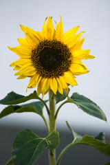 Obraz premium sunflower on a blue sky background