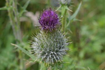 Nature and macro shots from the beautiful landscapes of the Mainland Jutland in Denmark