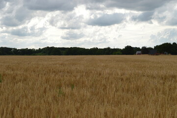 Nature and macro shots from the beautiful landscapes of the Mainland Jutland in Denmark