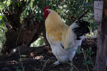 white rooster in the garden