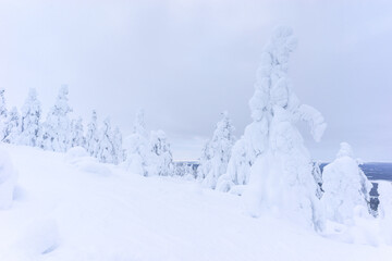 Snow covered frozen trees near Pyha in Lapland, Finland