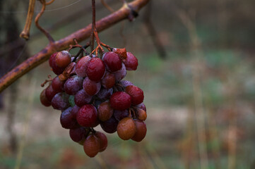 roślina macro natura bokeh przyroda