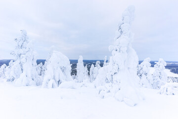 Snow covered frozen trees near Pyha in Lapland, Finland