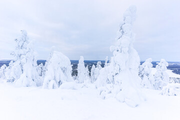 Fototapeta na wymiar Snow covered frozen trees near Pyha in Lapland, Finland