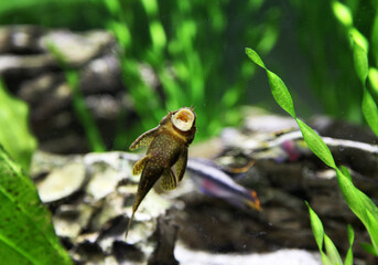 Moustached catfish ancistrus in a green aquarium