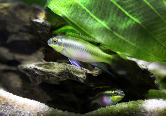 one fish in a green aquarium