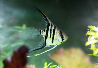 one striped fish with in the aquarium © Maria D