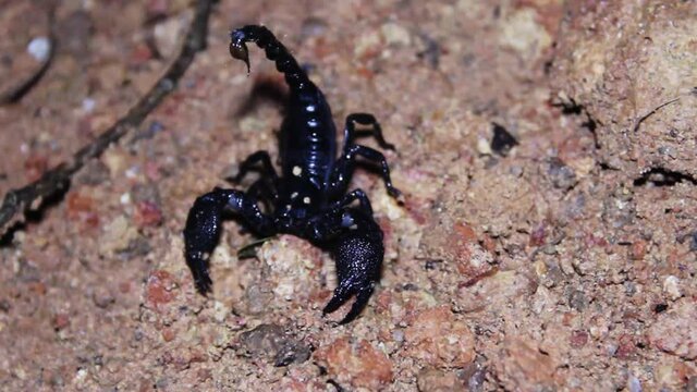 Asian forest scorpion (Heterometrus spinifer) blue-black (metallic blue) giant 10 cm scorpion hunts giant cockroaches Periplaneta at night. Sri Lanka, tropical rainforest on coast
