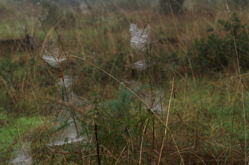 pajęczyna jesień natura przyroda park