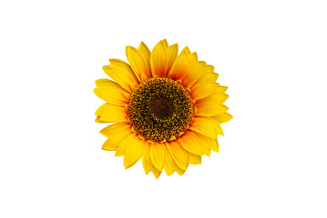 top view sunflower on isolated white background.