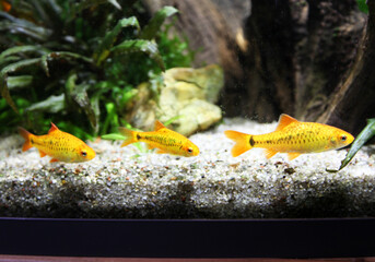 three platies fish in the aquarium