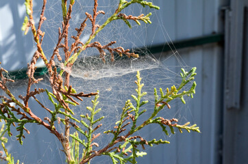 branched plant bundled spider web