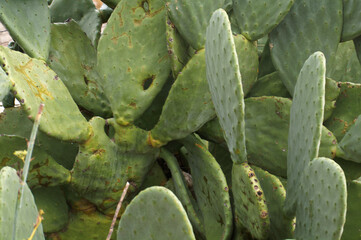 kaktus roślina jadalny zielony liście