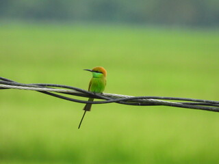Green Bee Eater