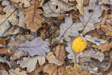 Fallen oak leaves. Background from autumn leaves. oak leaves on the ground.