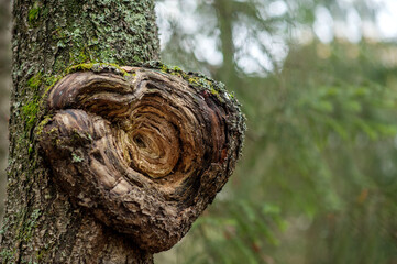 mushroom on tree. mushroom parasite