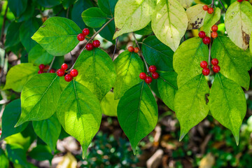Red Shiny Berries With Green Leaves Dark Background