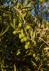 Some exquisite olives ready for harvest