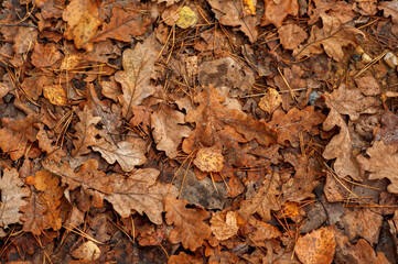 Autumn leaves background. Fallen leaves in autumn on the ground. Texture. Background from autumn leaves.