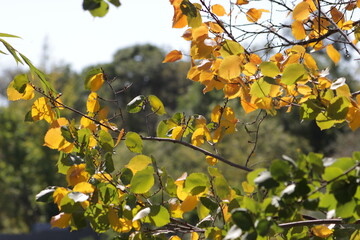yellow leaves