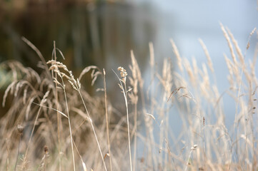 beige grass natural background
