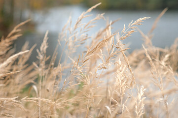 beige grass natural background
