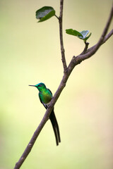 Neotropical hummingbirds with iridiscent color plumage