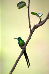 Neotropical hummingbirds with iridiscent color plumage