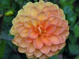 Peach dahlia flower