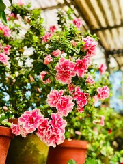 flowers in pots