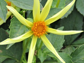 Obraz premium yellow dahlia flower with leaf