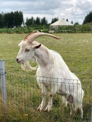 goat on the meadow