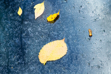 yellow fallen leaves stuck to wet glass outdoors on rainy autumn day