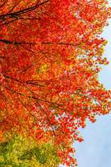 Red leaves on maple trees on sunny day in autumn with blue sky