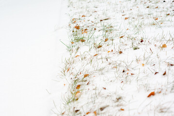 Green grass under the snow with dry fallen leaves at it