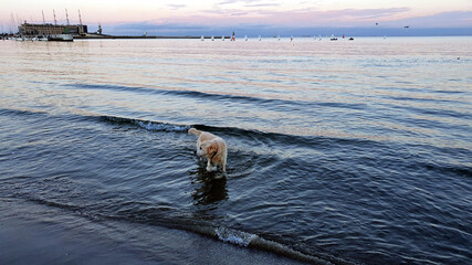 The dog is walking along the seashore at a beautiful sunset
