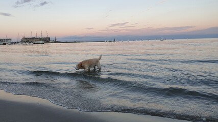 The dog is walking along the seashore at a beautiful sunset