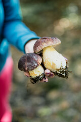 Edible mushrooms