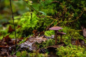 Otoño con setas y musgo en el bosque