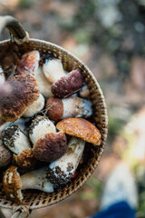 Mushrooms in a basket