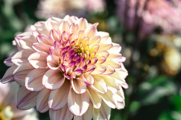 Pink Dahlia flower close-up. Autumn flower