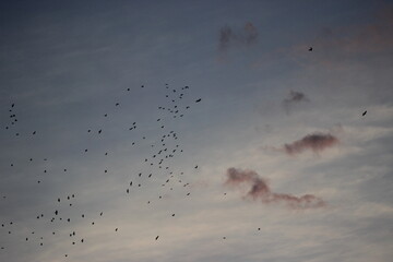 flock of birds flying in the sky