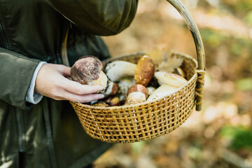 Picking mushrooms
