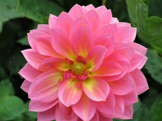 Obraz premium pink dahlia flower